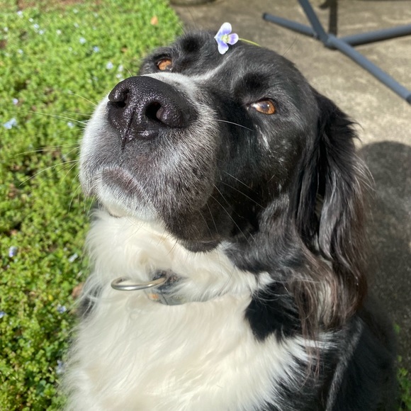 Meet the Posher Other - Meet your Posher, Kawaii Desune😊🐾